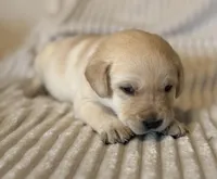 AKC Lab puppy, a male Labrador Retriever for sale in Greenville, SC – Photo 1 of 10