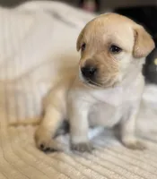 AKC Lab puppy, a male Labrador Retriever for sale in Greenville, SC – Photo 4 of 10