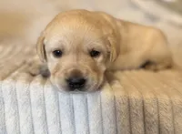 AKC Lab puppy, a male Labrador Retriever for sale in Greenville, SC – Photo 8 of 10