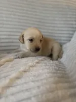 AKC Lab puppy, a male Labrador Retriever for sale in Greenville, SC – Photo 10 of 10