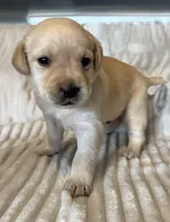 AKC Lab puppy, a male Labrador Retriever for sale in Greenville, SC – Photo 3 of 10