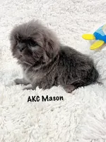 AKC Mason, a male Shih Tzu for sale in Greenville, SC – Photo 2 of 8