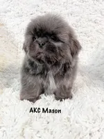 AKC Mason, a male Shih Tzu for sale in Greenville, SC – Photo 3 of 8