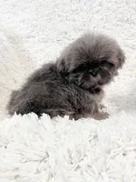 AKC Mason, a male Shih Tzu for sale in Greenville, SC – Photo 5 of 8