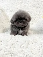 AKC Mason, a male Shih Tzu for sale in Greenville, SC – Photo 1 of 8