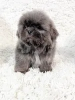 AKC Mason, a male Shih Tzu for sale in Greenville, SC – Photo 6 of 8