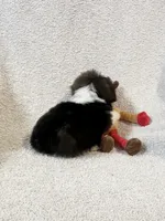 AKC Tiny Tiny Tim, a male Shih Tzu for sale in Greenville, SC – 5 of 5