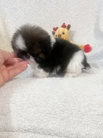 AKC Tiny Tiny Tim, a male Shih Tzu for sale in Greenville, SC – 4 of 5