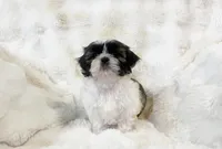 AKC Brooklyn , a female Shih Tzu for sale in Greenville, SC – Photo 8 of 8