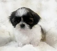 AKC Brooklyn , a female Shih Tzu for sale in Greenville, SC – Photo 3 of 8