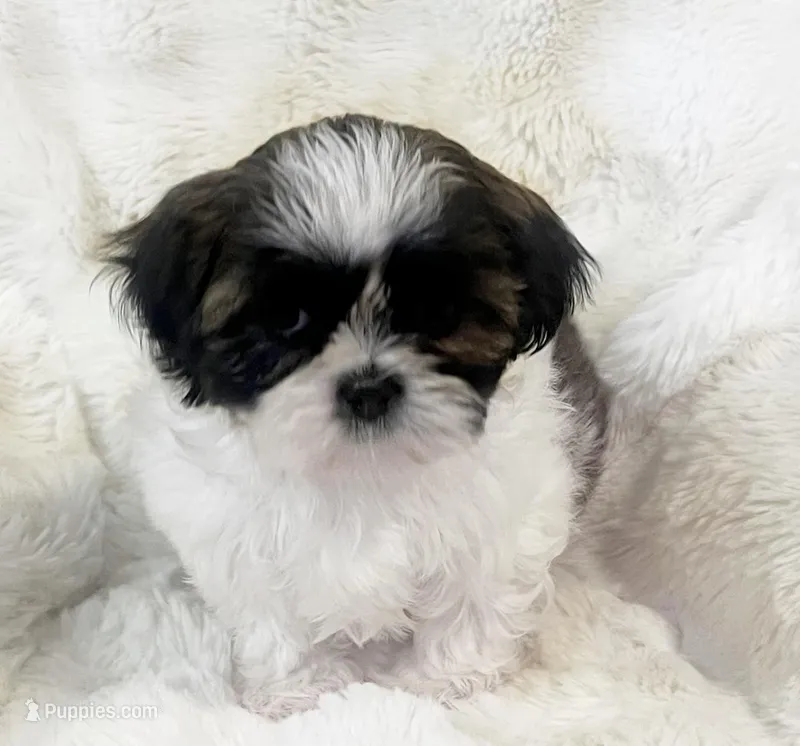 AKC Brooklyn  – Shih Tzu puppy for sale in Greenville, SC