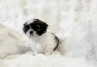 AKC Brooklyn , a female Shih Tzu for sale in Greenville, SC – Photo 7 of 8