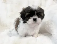 AKC tiny Bree, a female Shih Tzu for sale in Greenville, SC – Photo 7 of 8