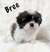 AKC tiny Bree, a female Shih Tzu for sale in Greenville, SC – Photo 6 of 8