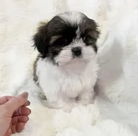 AKC tiny Bree, a female Shih Tzu for sale in Greenville, SC – Photo 5 of 8