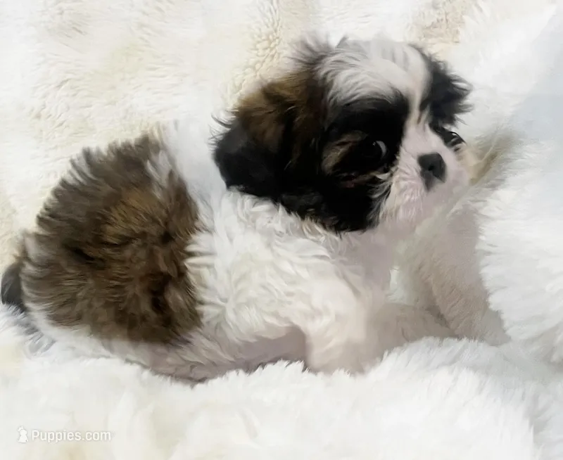 AKC tiny Bree – Shih Tzu puppy for sale in Greenville, SC