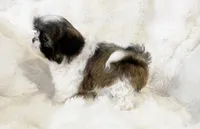 AKC tiny Bree, a female Shih Tzu for sale in Greenville, SC – Photo 4 of 8