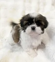 AKC tiny Bree, a female Shih Tzu for sale in Greenville, SC – Photo 8 of 8