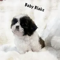 Tiny AKC Blake , a male Shih Tzu for sale in Greenville, SC – Photo 5 of 7