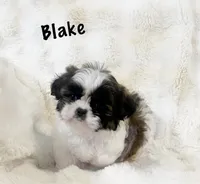Tiny AKC Blake , a male Shih Tzu for sale in Greenville, SC – Photo 2 of 7
