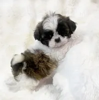 Tiny AKC Blake , a male Shih Tzu for sale in Greenville, SC – Photo 6 of 7