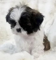 Tiny AKC Blake , a male Shih Tzu for sale in Greenville, SC – Photo 4 of 7