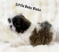 Tiny AKC Blake , a male Shih Tzu for sale in Greenville, SC – Photo 7 of 7