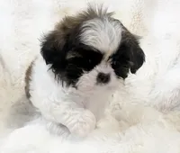 Tiny AKC Blake , a male Shih Tzu for sale in Greenville, SC – Photo 1 of 7