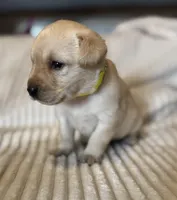 AKC Lab , a female Labrador Retriever for sale in Greenville, SC – Photo 5 of 8