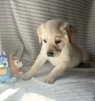 AKC Riley, a female Labrador Retriever for sale in Greenville, SC – Photo 5 of 5