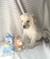 AKC Riley, a female Labrador Retriever for sale in Greenville, SC – Photo 3 of 5