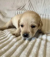 AKC Lab , a female Labrador Retriever for sale in Greenville, SC – Photo 3 of 8