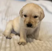 AKC Lab , a female Labrador Retriever for sale in Greenville, SC – Photo 2 of 8
