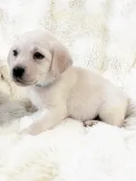 AKC Riley, a female Labrador Retriever for sale in Greenville, SC – Photo 2 of 5