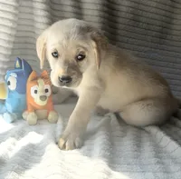 AKC Riley, a female Labrador Retriever for sale in Greenville, SC – Photo 4 of 5
