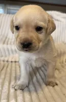 AKC Lab , a female Labrador Retriever for sale in Greenville, SC – Photo 4 of 8