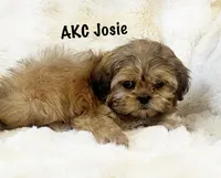 AKC Josie, a female Shih Tzu for sale in Greenville, SC – Photo 2 of 6