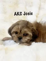 AKC Josie, a female Shih Tzu for sale in Greenville, SC – Photo 3 of 6