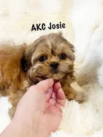 AKC Josie, a female Shih Tzu for sale in Greenville, SC – Photo 4 of 6