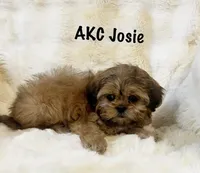 AKC Josie, a female Shih Tzu for sale in Greenville, SC – Photo 1 of 6