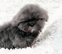 AKC Mickey , a male Shih Tzu for sale in Greenville, SC – Photo 7 of 10