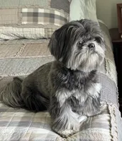 AKC Mickey , a male Shih Tzu for sale in Greenville, SC – Photo 10 of 10