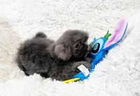 AKC Mickey , a male Shih Tzu for sale in Greenville, SC – Photo 4 of 10