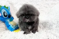 AKC Mickey , a male Shih Tzu for sale in Greenville, SC – Photo 6 of 10