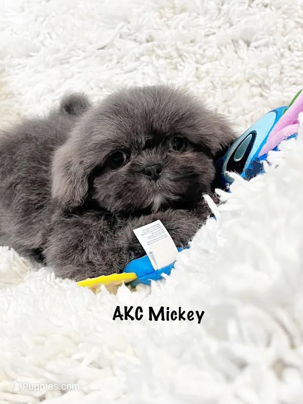 AKC Mickey  – Shih Tzu puppy for sale in Greenville, SC
