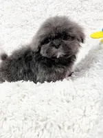 AKC Mickey , a male Shih Tzu for sale in Greenville, SC – Photo 8 of 10