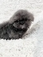 AKC Mickey , a male Shih Tzu for sale in Greenville, SC – Photo 9 of 10