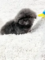 AKC Mickey , a male Shih Tzu for sale in Greenville, SC – Photo 5 of 10