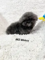 AKC Mickey , a male Shih Tzu for sale in Greenville, SC – Photo 2 of 10