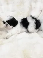 AKC Jix, a male Shih Tzu for sale in Greenville, SC – Photo 5 of 5